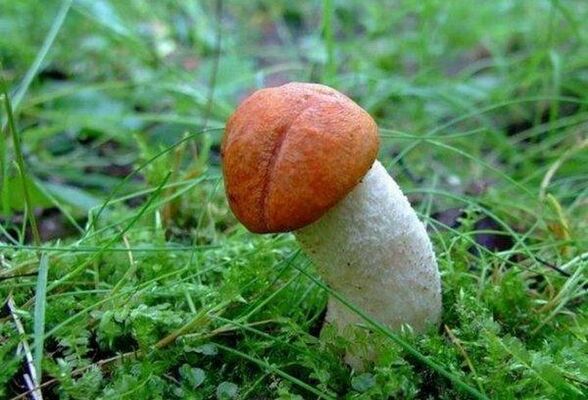 de paddenstoel symboliseert de vergrote kop van de penis